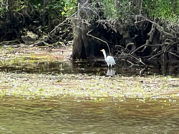 heron