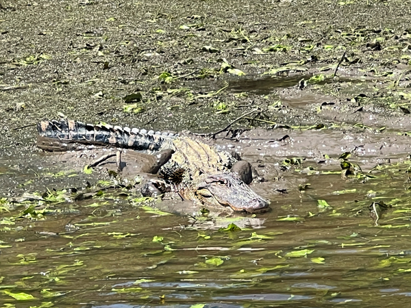 alligator