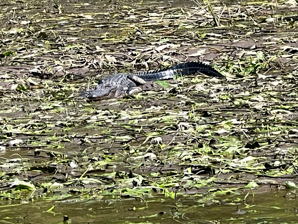 alligator