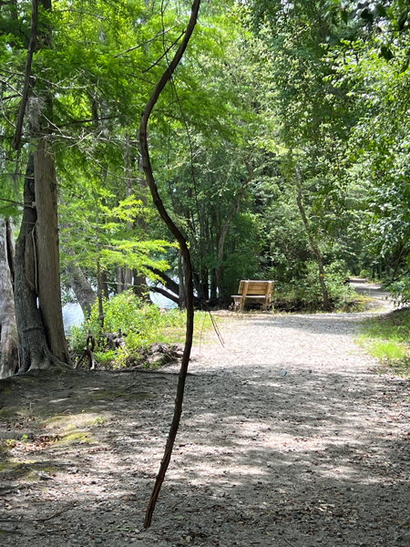 limb from tree hanging over the path