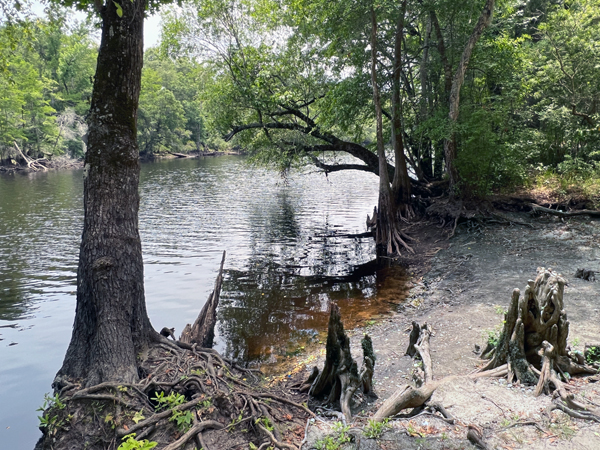 cypress knees