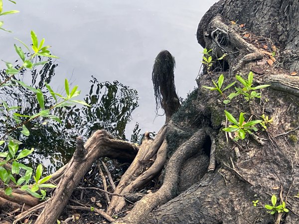 cypress knees