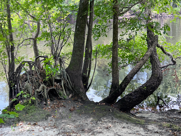 trees at Lumber River State Park