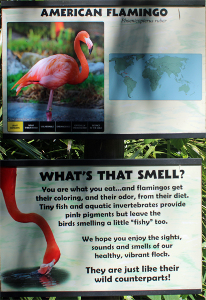 American Flamingos sign