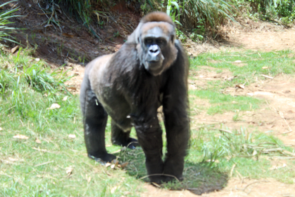 Western Lowland Gorilla