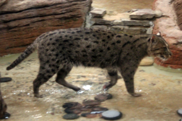 fishing cat