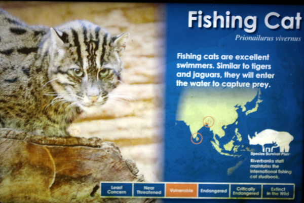 fishing cat sign