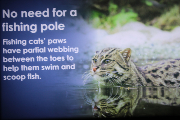 fishing cat sign