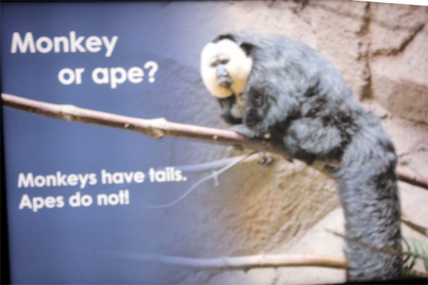 Monkey and ape comparison sign