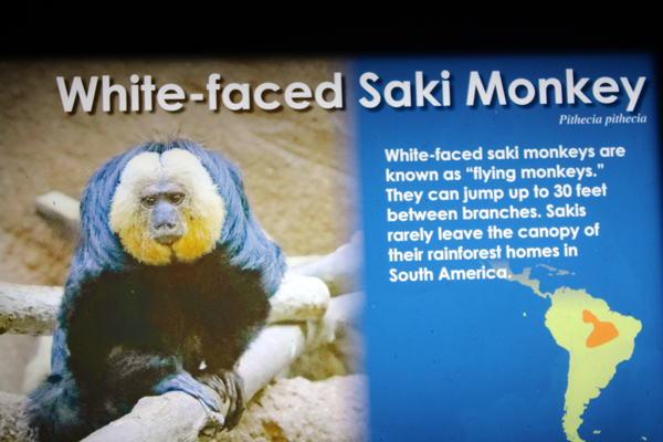 White-faced Saki Monkey sin