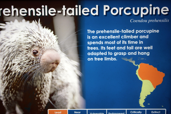 Prehensile-tailed Porcupine sign