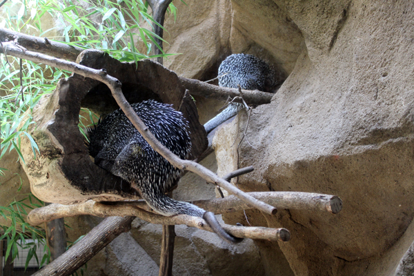 Prehensile-tailed Porcupines sleeping