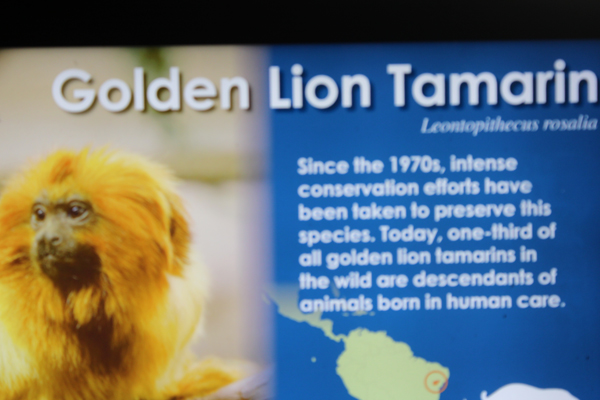 Golden Lion Tamarin sign