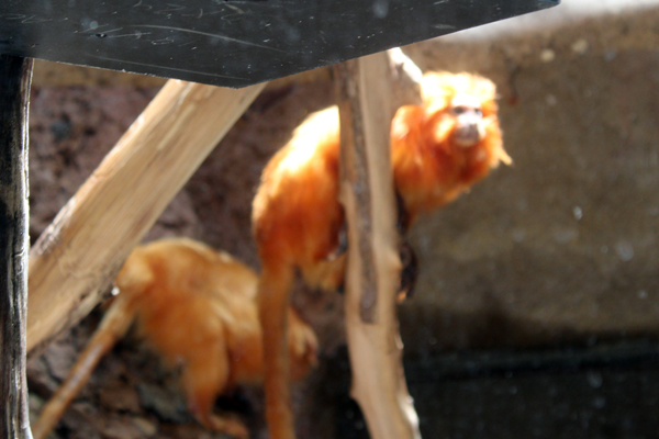 Golden Lion Tamarins