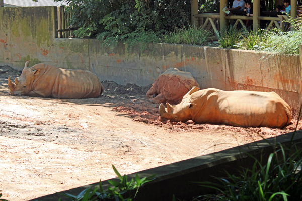 Southern White Rhino