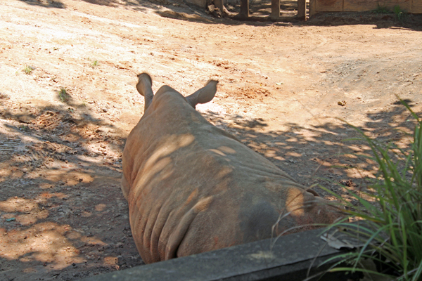 Southern White Rhino