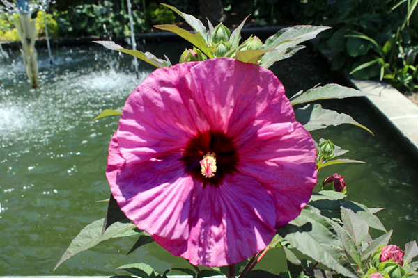 Hibiscus