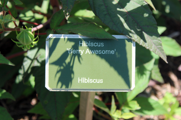 Hibiscus sign
