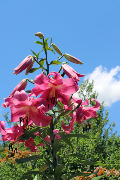 flowers