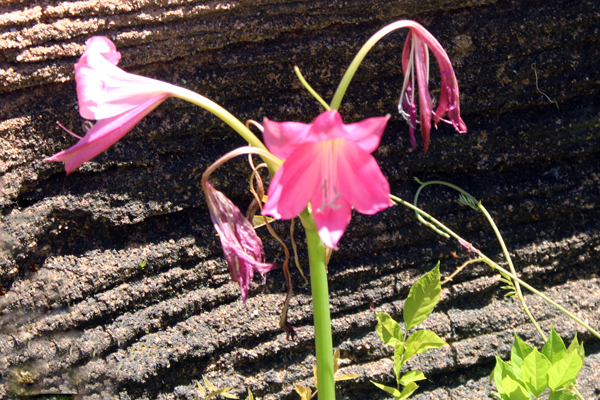 wilted flowers