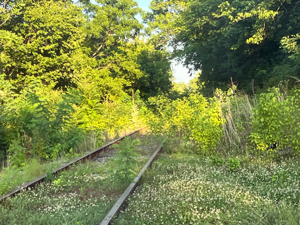 overgrown grass on the railroad tracks