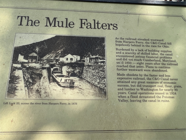 Mule Falters story