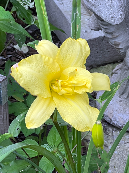 flower at Log House 1776 Restaurant Garden