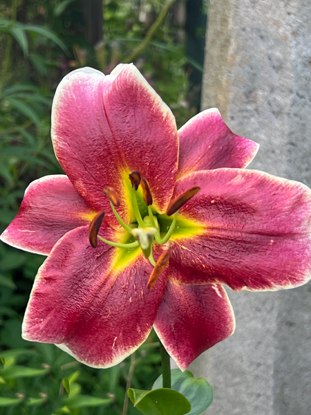 flower at Log House 1776 Restaurant Garden