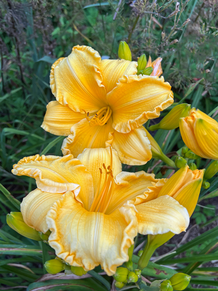 flower at Log House 1776 Restaurant Garden