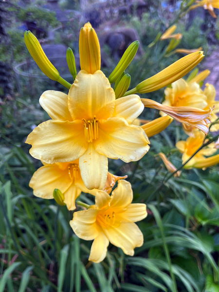 flower at Log House 1776 Restaurant Garden