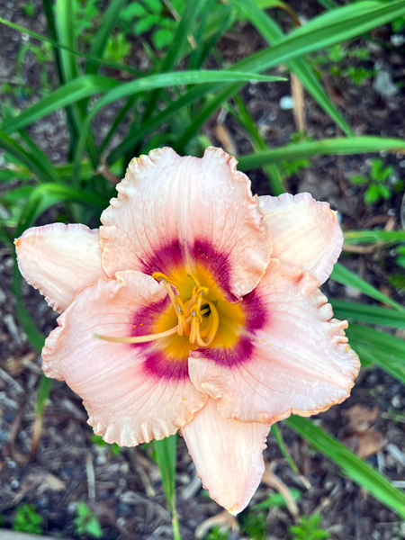 flower at Log House 1776 Restaurant Garden