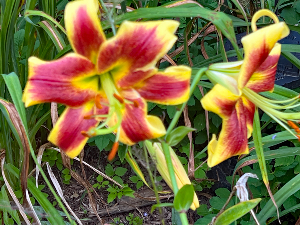 flowers at Log House 1776 Restaurant Garden