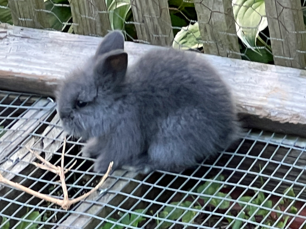 rabbit at Log House 1776 Restaurant