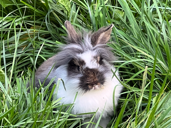 rabbit at Log House 1776 Restaurant