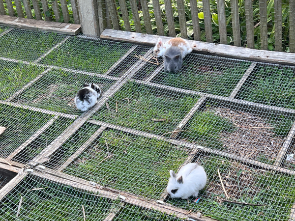 rabbits at Log House 1776 Restaurant