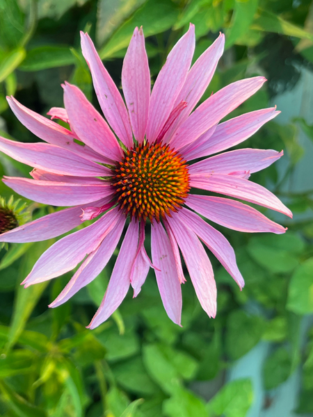 flower at Log House 1776 Restaurant Garden