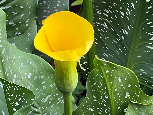 flower at Log House 1776 Restaurant Garden