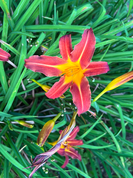 flower at Log House 1776 Restaurant Garden