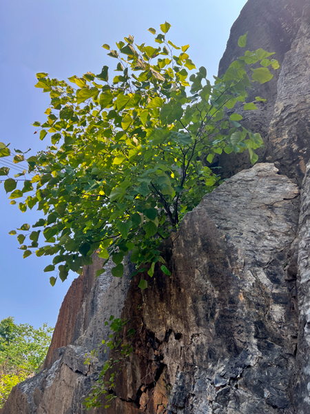 tree growing out of the cliff side