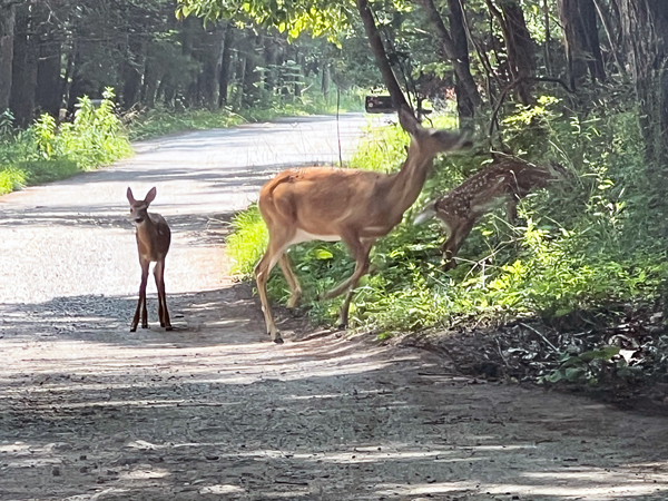 three deer