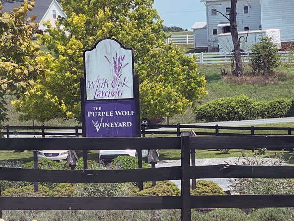 White Oak Lavender Purple Wolf Vineyard sign