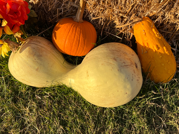 pumpkins and squash