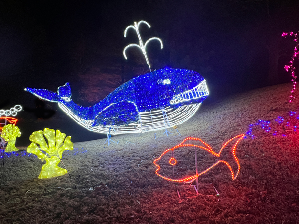 whale spouting water