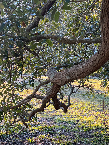 unique shaped trees in White Point Garden Park