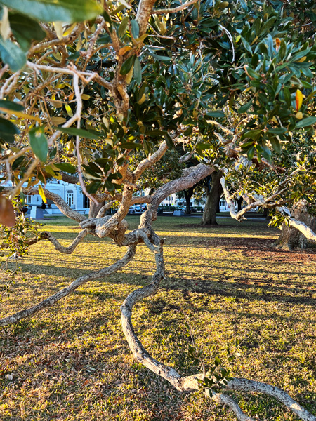 unique shaped trees in White Point Garden Park