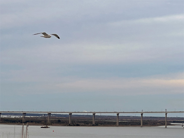 bird flying by the cruise ship