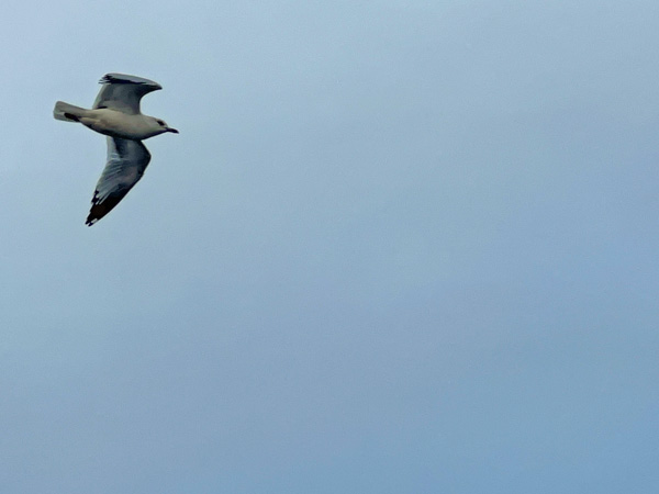 bird flying by the cruise ship