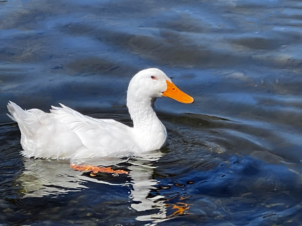 duck