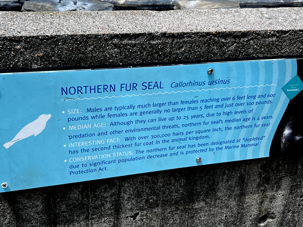 Northern Fur Seal sion