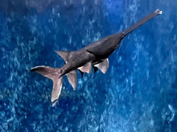 alligator gar